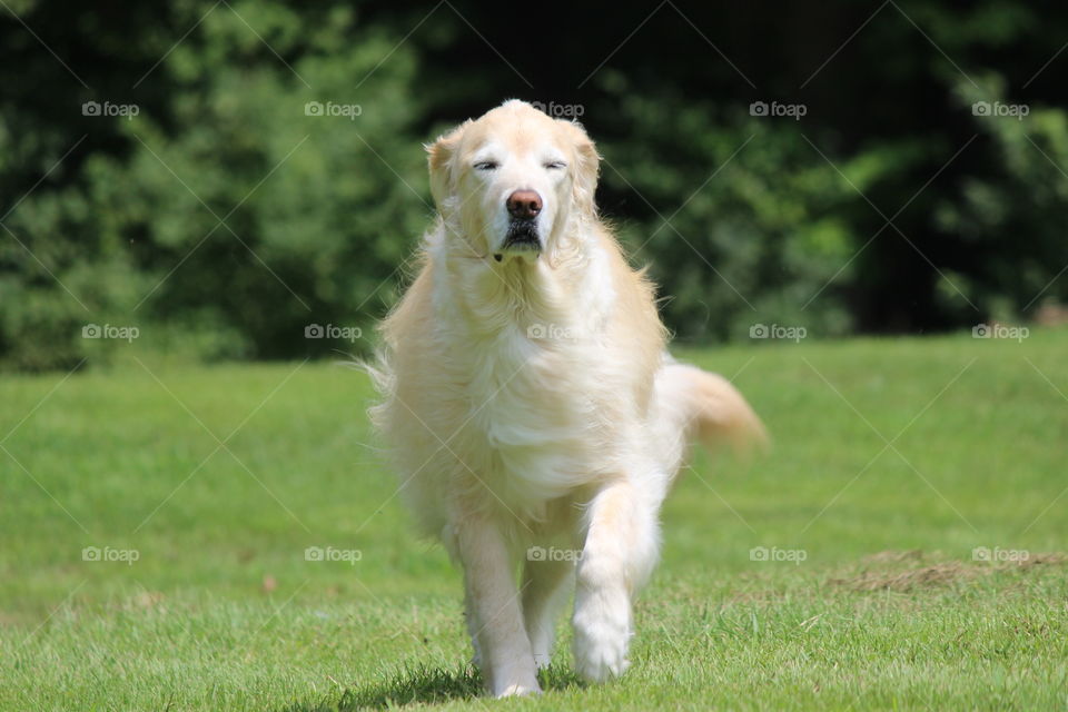 kaci our golden retriever Running outside with eyes closed and flowing fur.