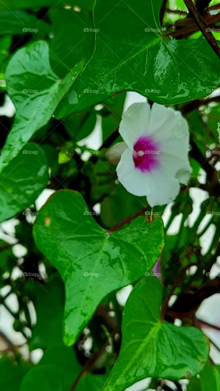 Morning Glory