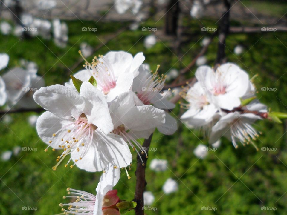 flowers