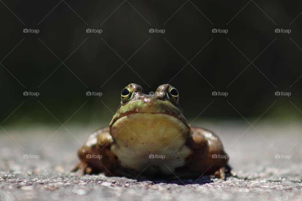 Front view of a frog on a sidewalk.