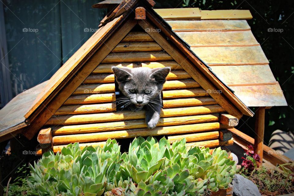Cat in a birdhouse 
