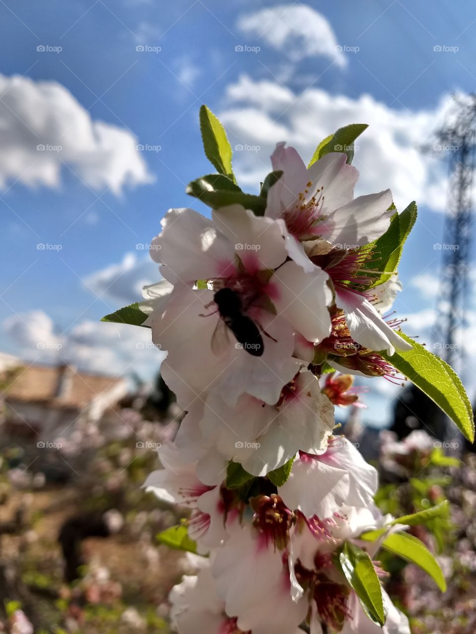 Frühling