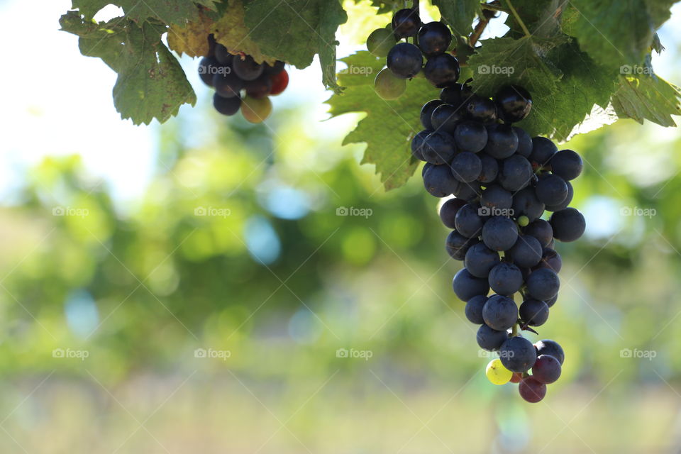 wine grapes