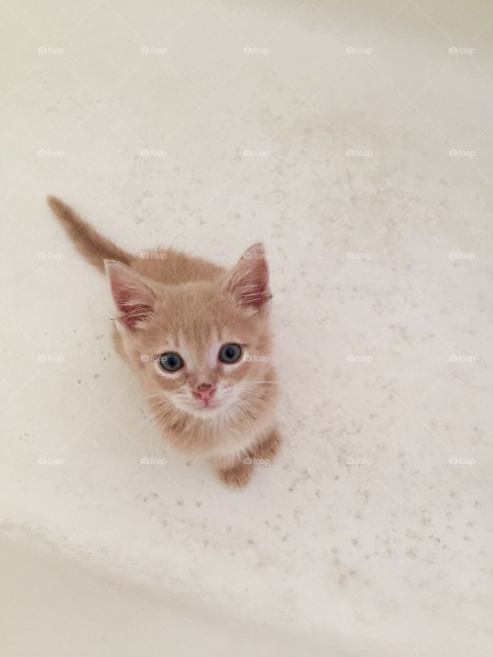 Tiny kitten