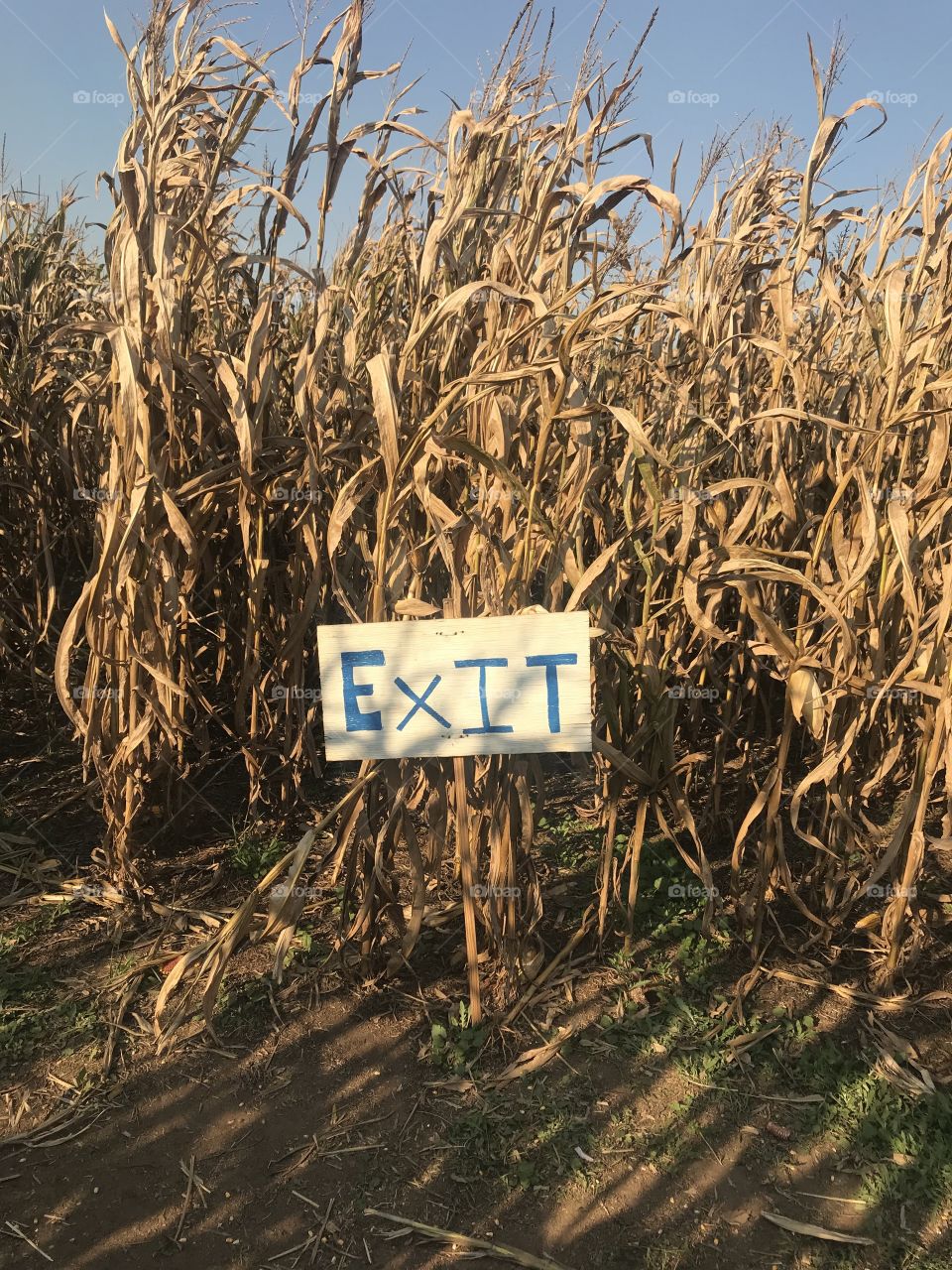 Corn Maze Exit