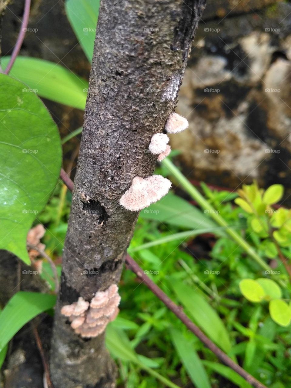 Mushroom on the tree