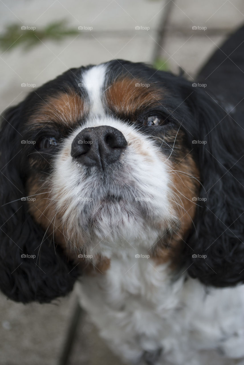 Walter the dog stares threateningly at the camera. 