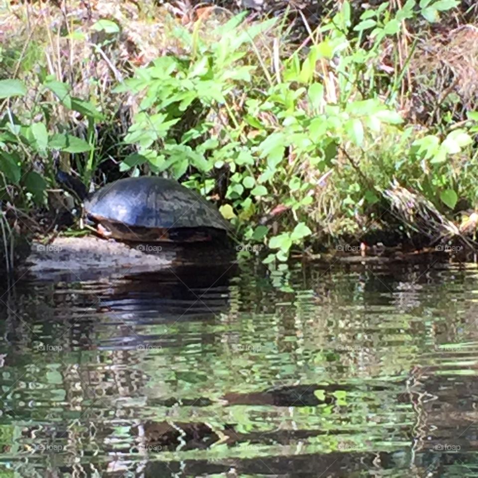 Turtle in the sun