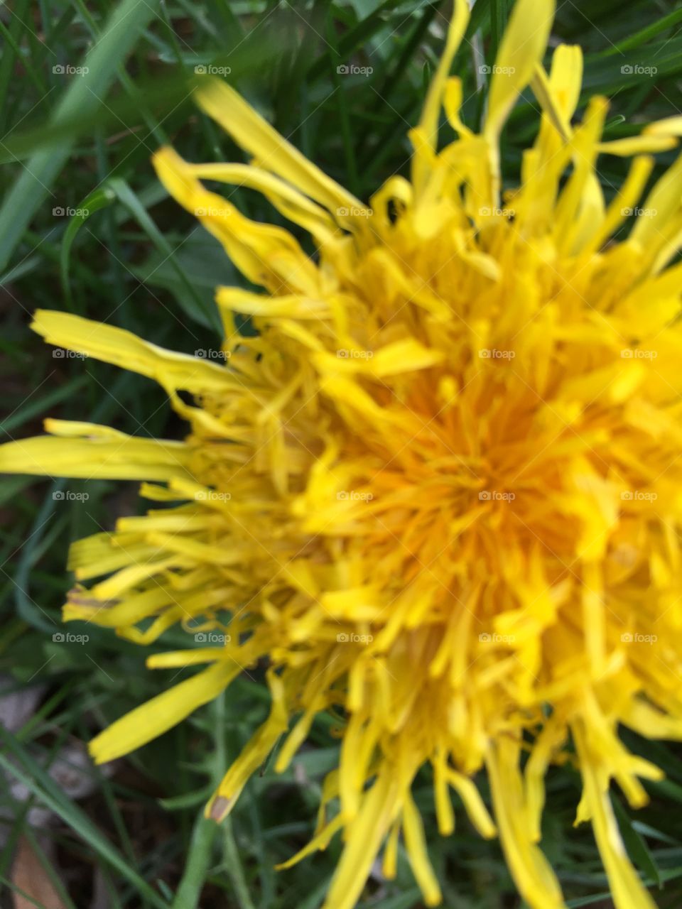 Close up yellow dandelion 