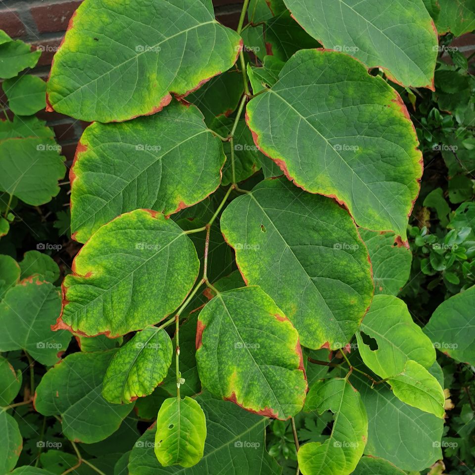 Green leaves branch with dry brown edges