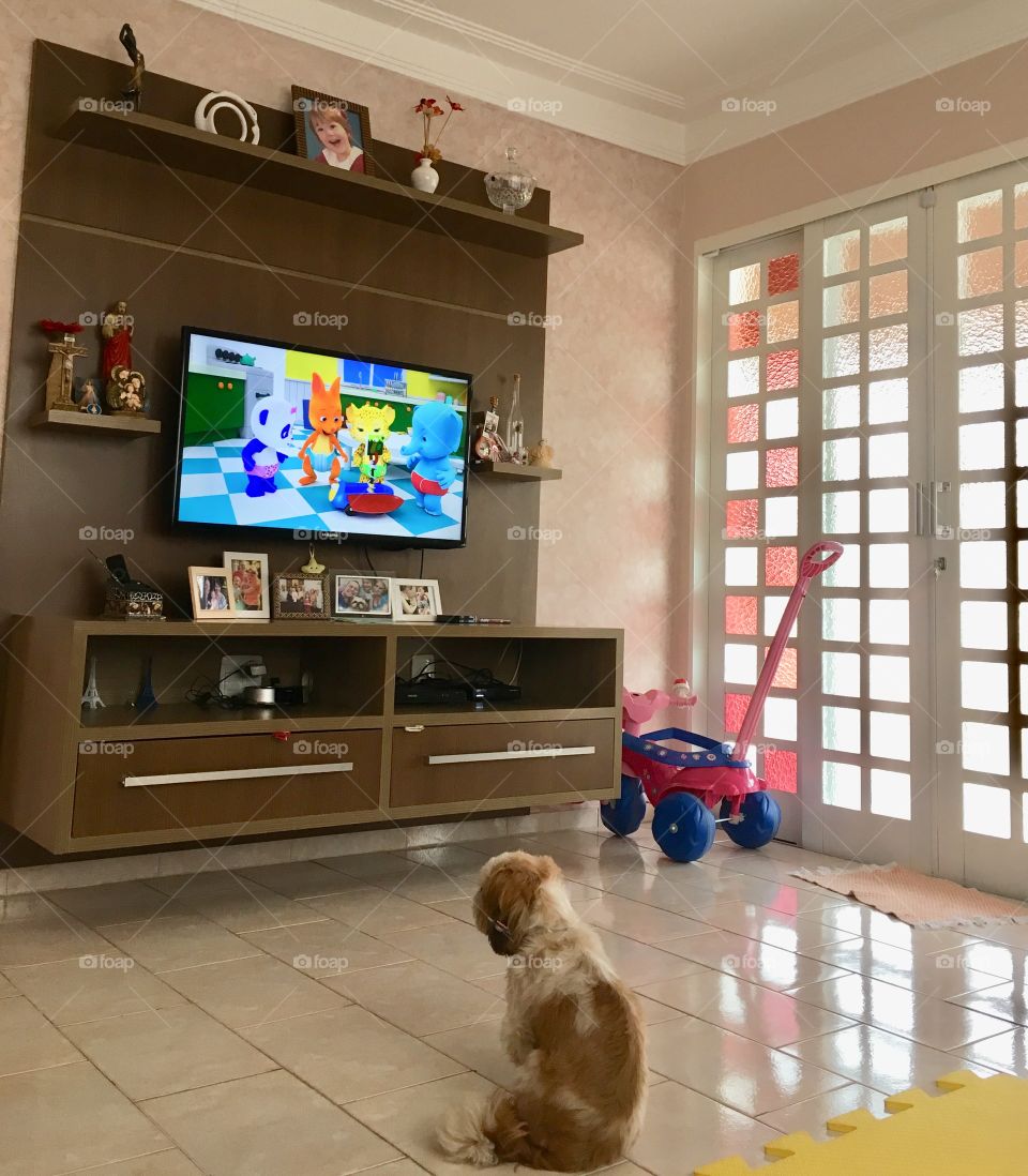Nossa cachorrinha Pepita assistindo a vídeos educativos na TV. Bem atenta, parece hipnotizada!