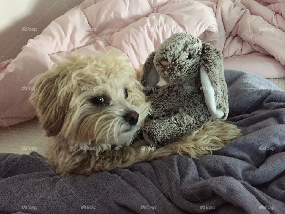 Puppy with  stuffed animal