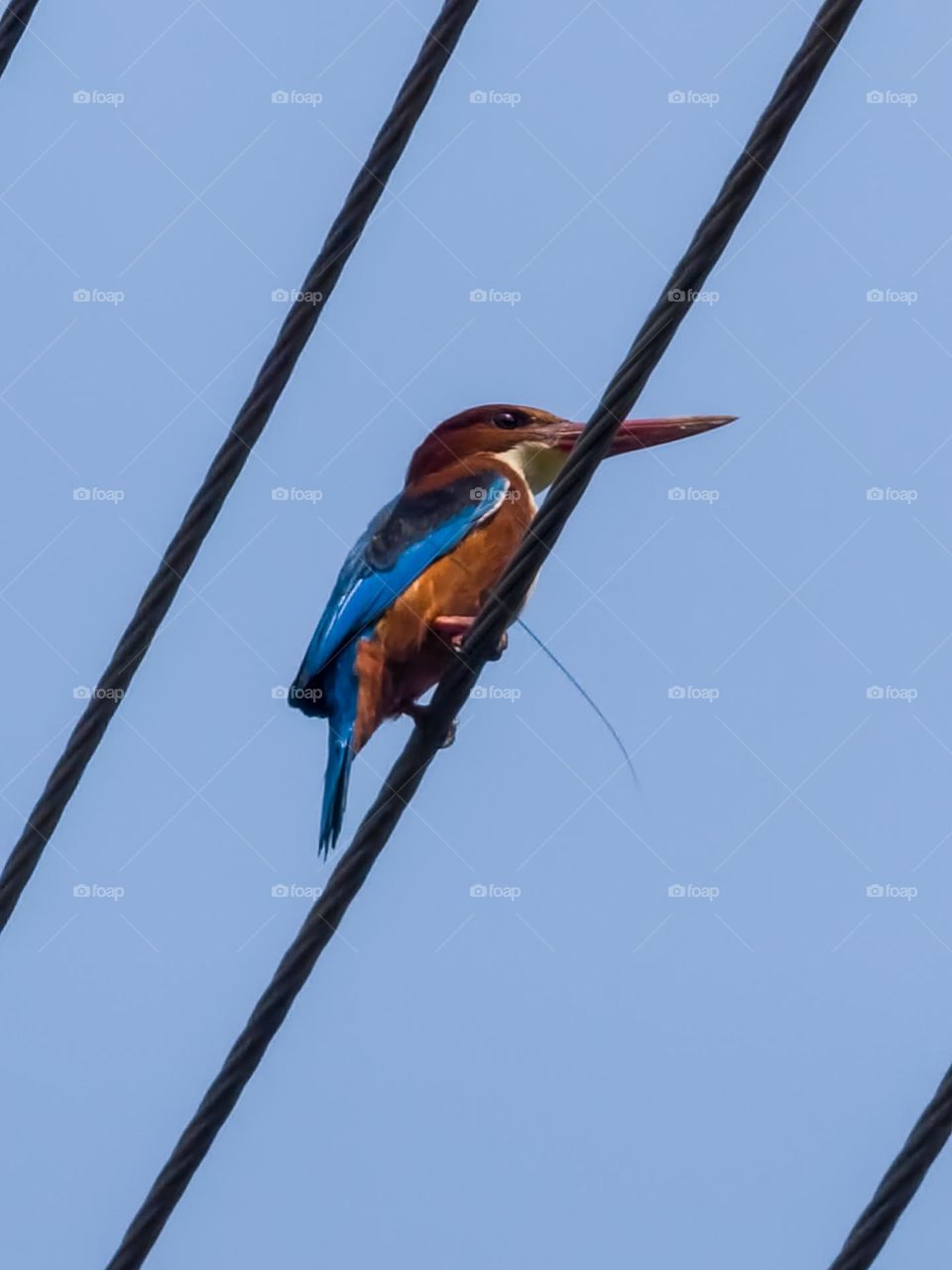 Kingfisher bird sitting on a wire