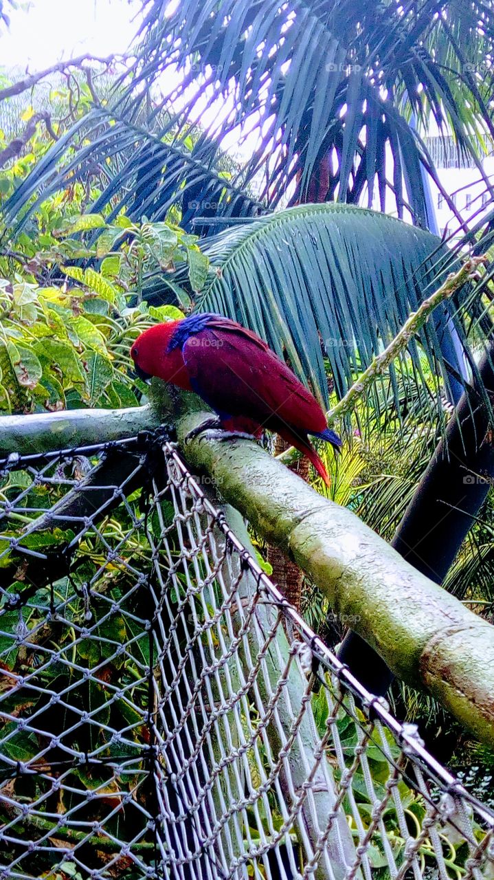 Beautiful parrot at worlds best zoo(loro parque)