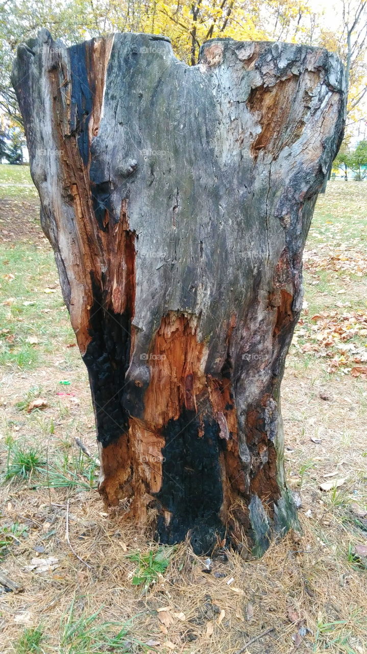 old truncated tree