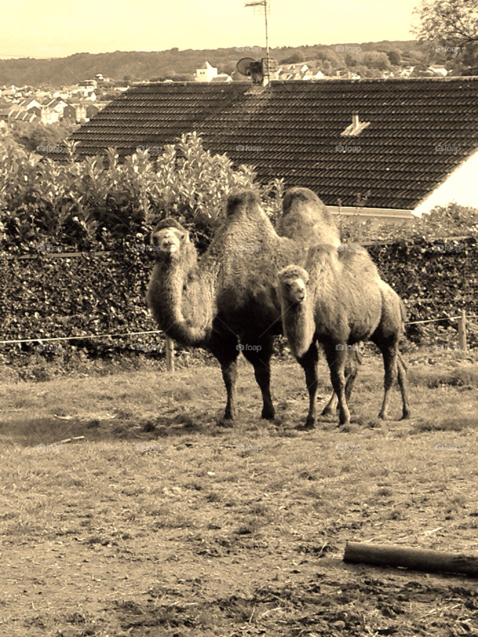 animal cute camel humps by emilie.reddall