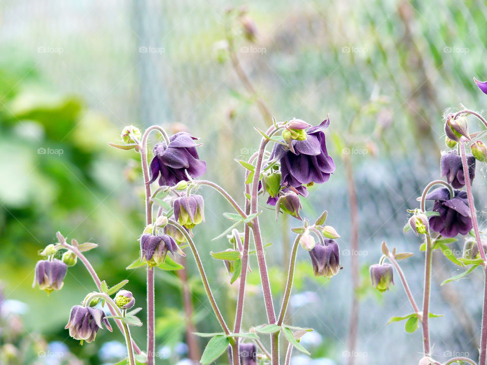 Close-up of tiny purple flowers growing on fields of urban gardeners in the Park am Gleisdreieck in Berlin.