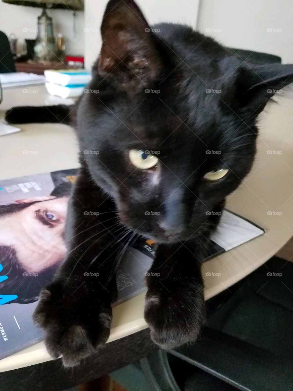 Black cat on kitchen table, laying on mail, a magazine, yellow eyes looking at me. She's a loved rescued pet kitty.