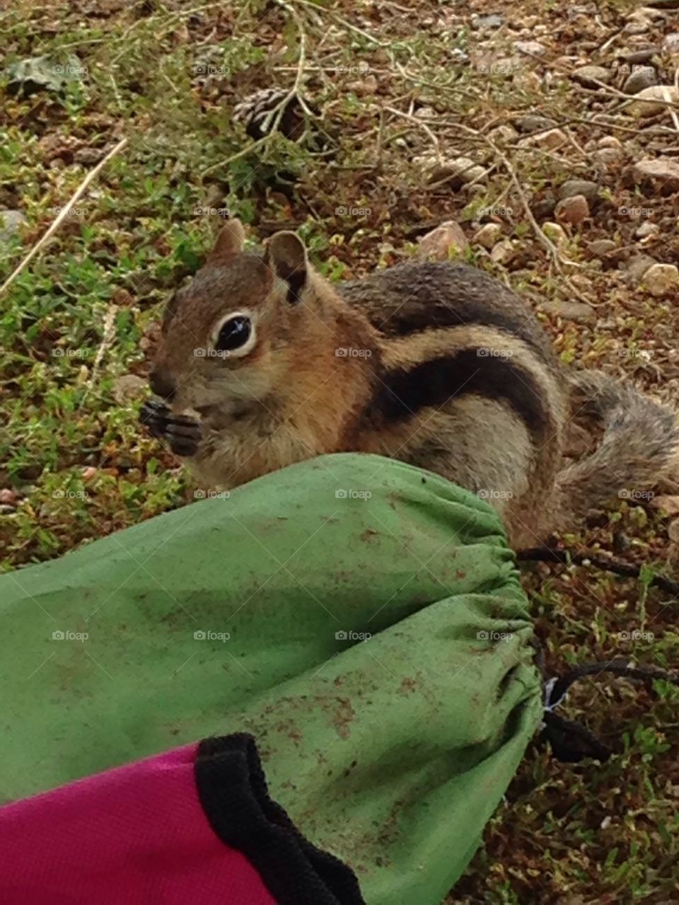 Chipmunk