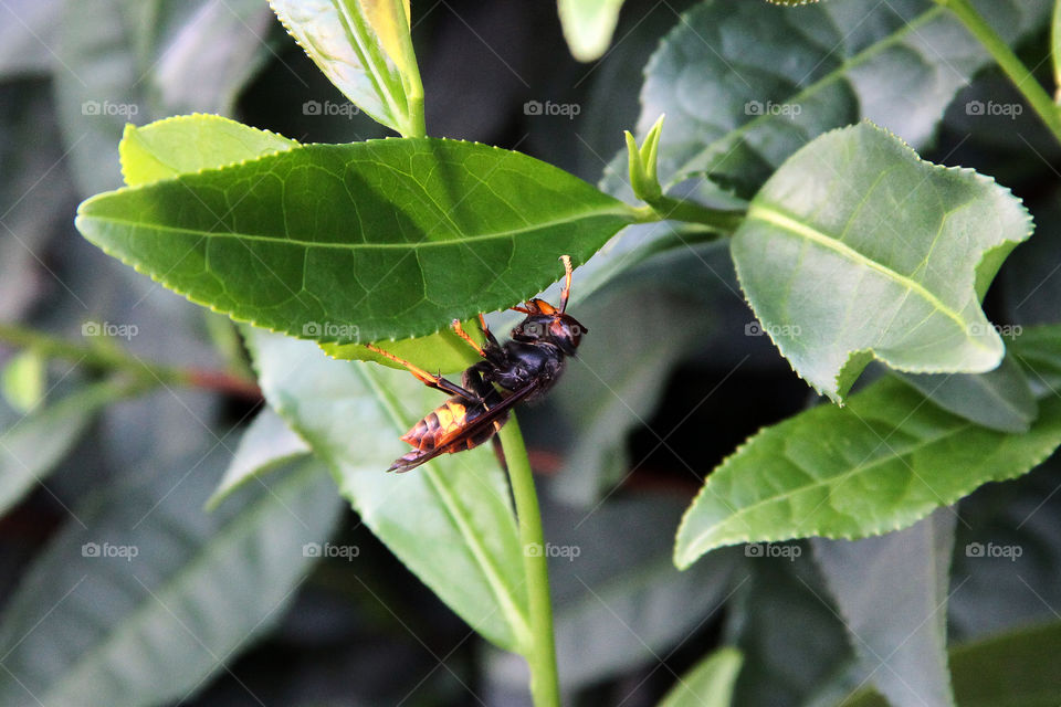 wasp hanging from a leaf. A wasp was hanging from a leaf of a tea plant in the tea plantation in Hangzhou, China.