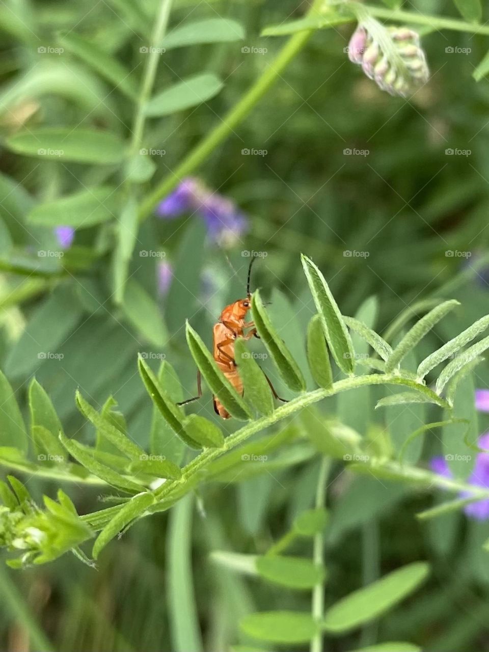 Red bug 