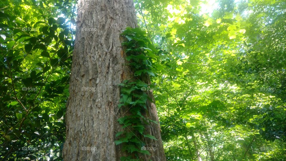 Ivy on tree