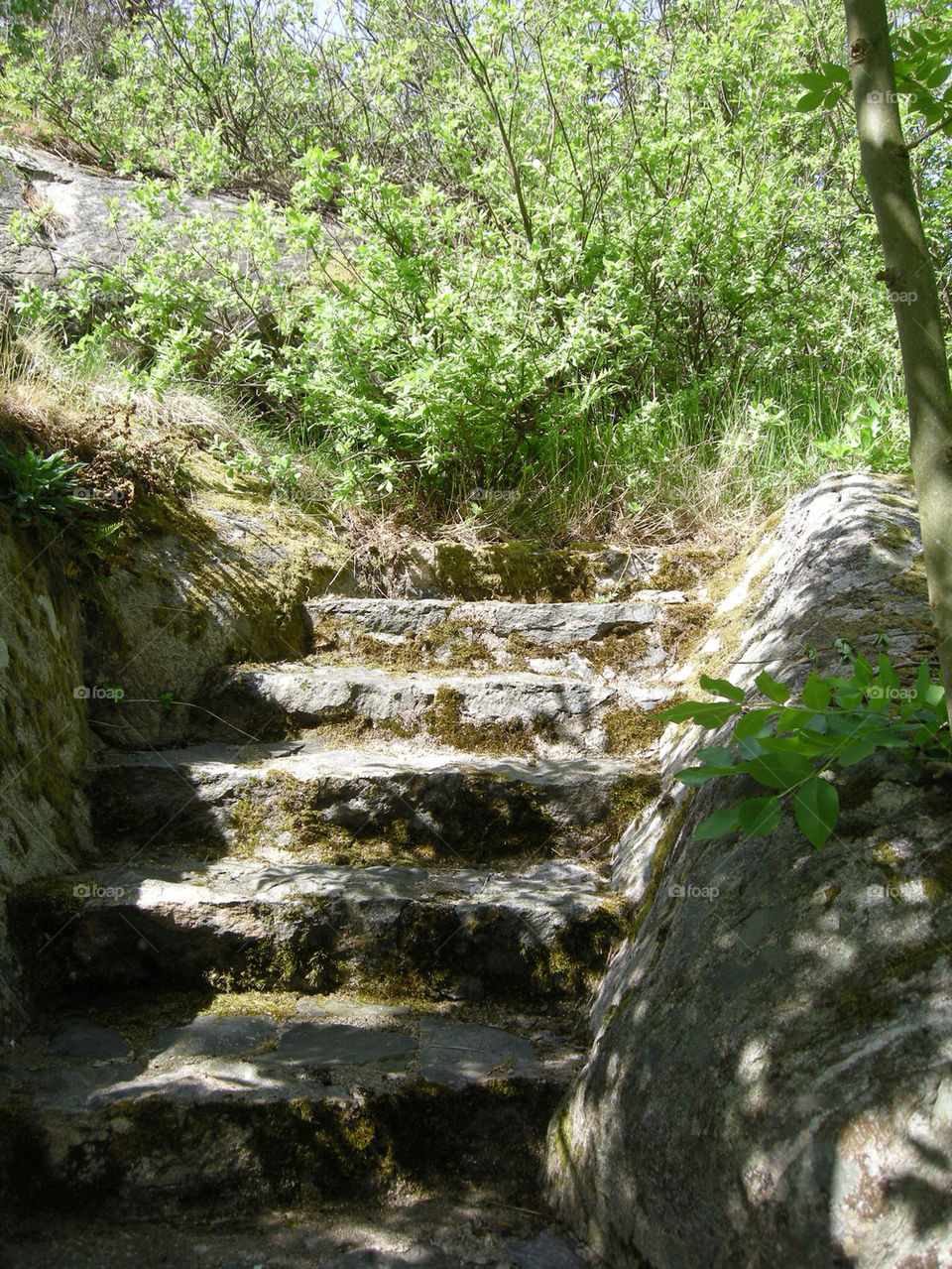 nature grass trees forest by billses