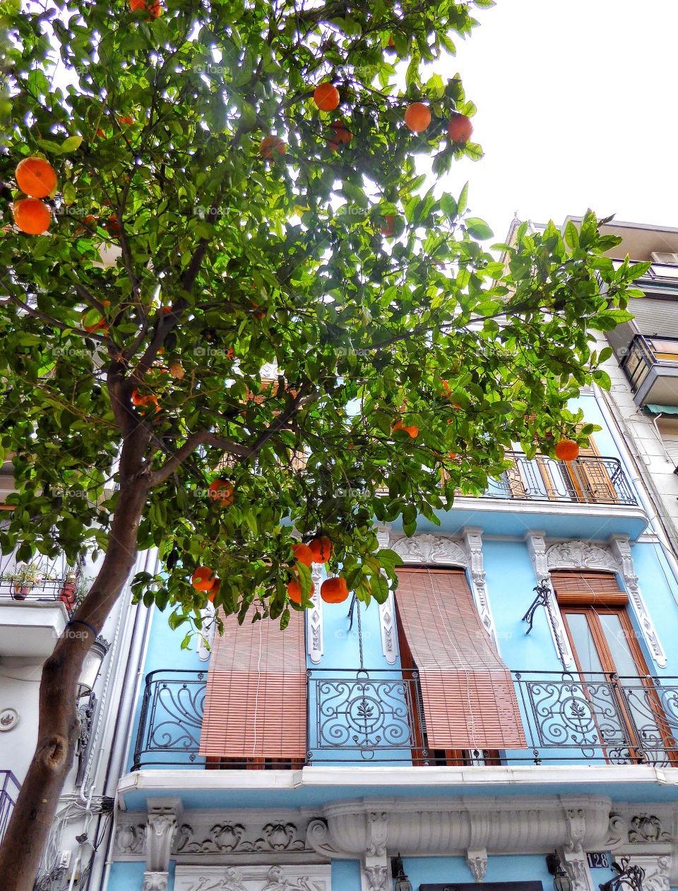 Low angle view of a orange tree