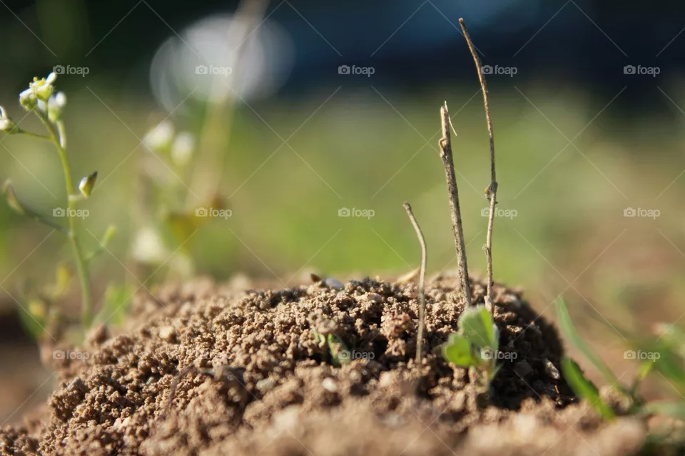 anthill