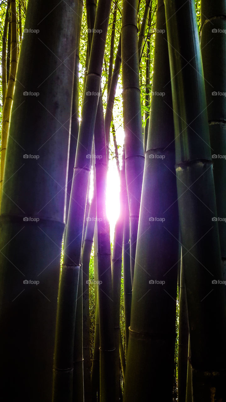 Between Bamboo Sunrays