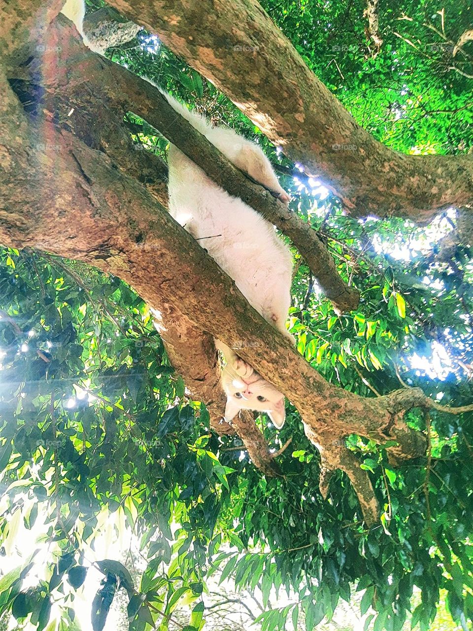 cat playing on a tree