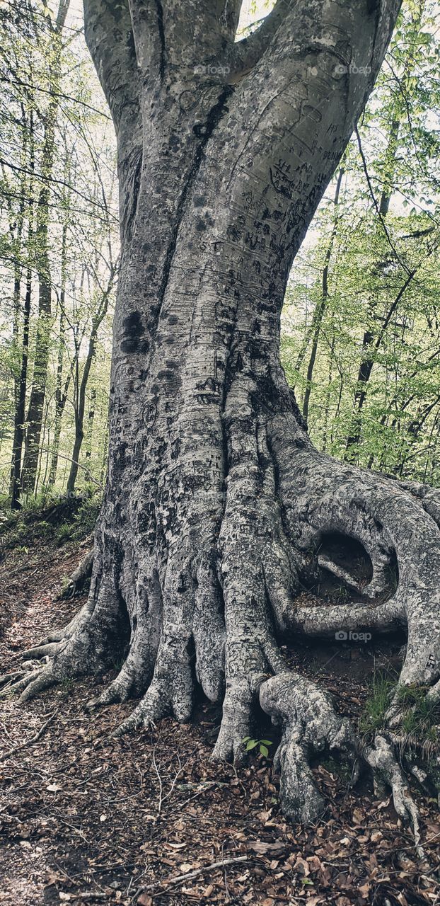 old trees roots