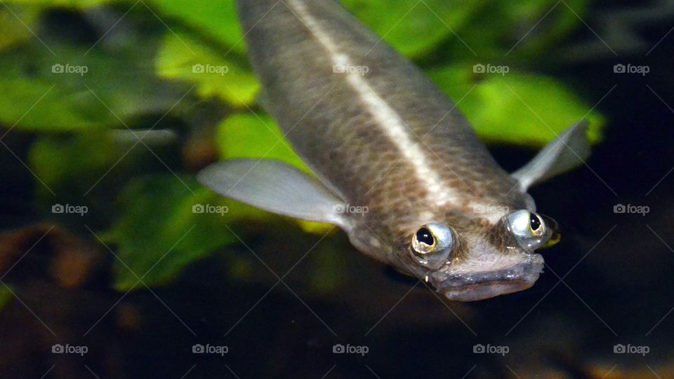 Curious Fish