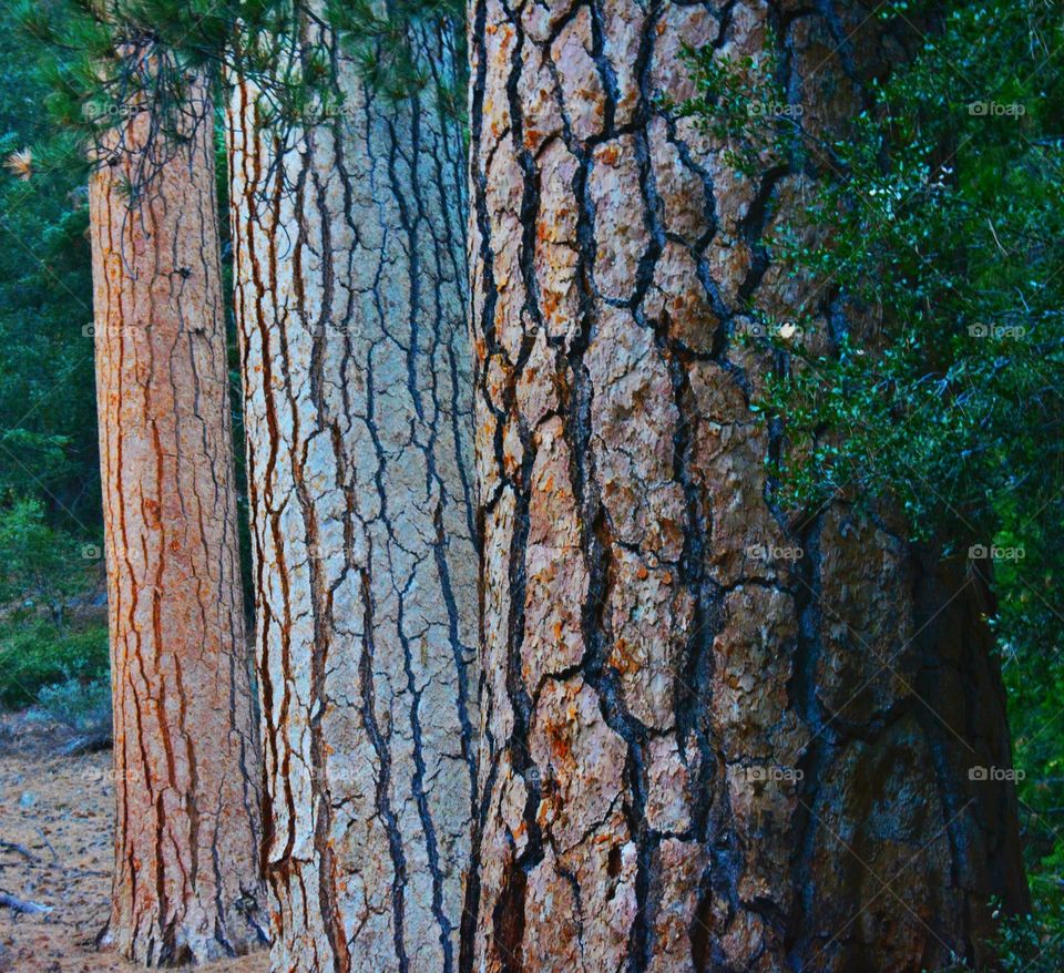 3 Types Of Bark