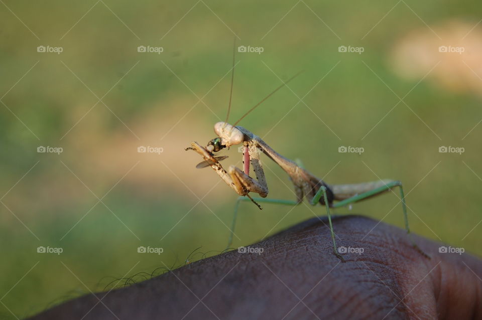 Praying Mantis doing lunch.