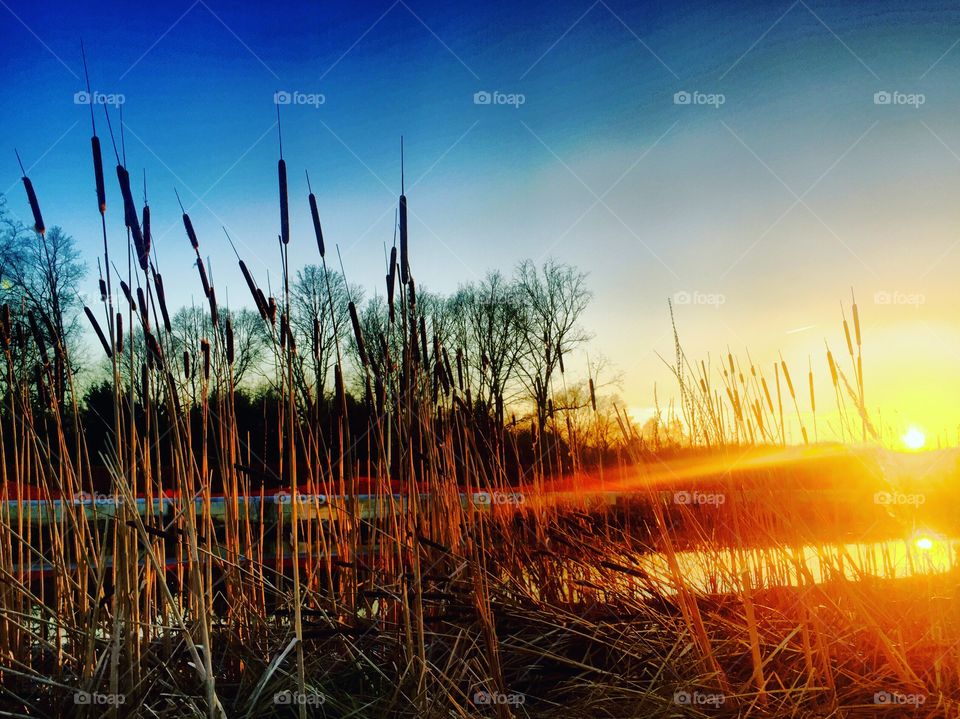 Sunset and reed