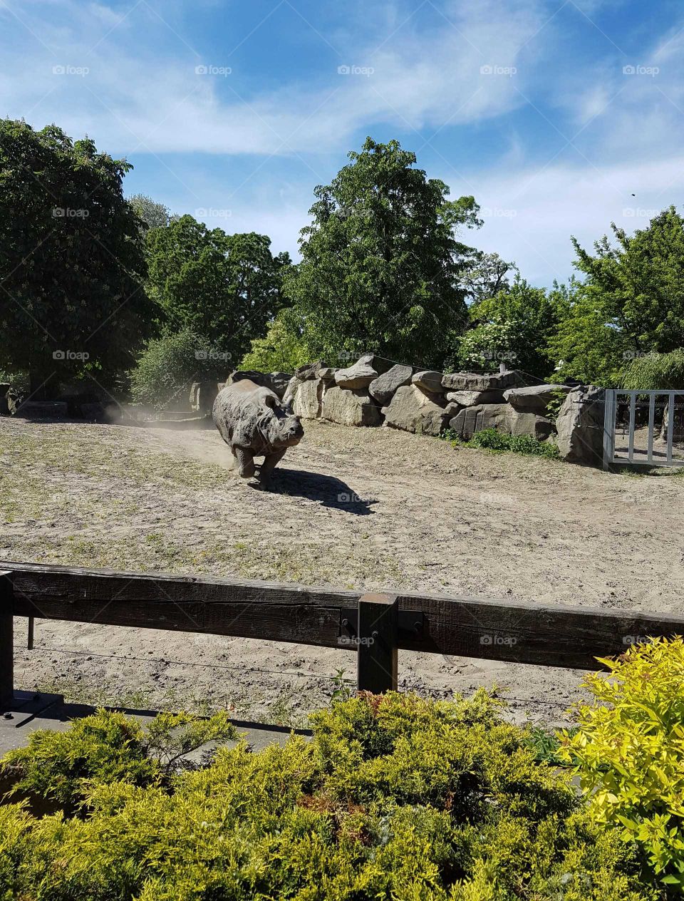 Tree, Nature, Park, Outdoors, Mammal