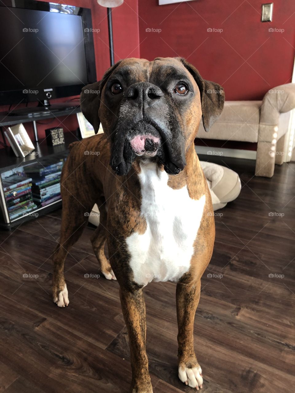 Begging boxer 