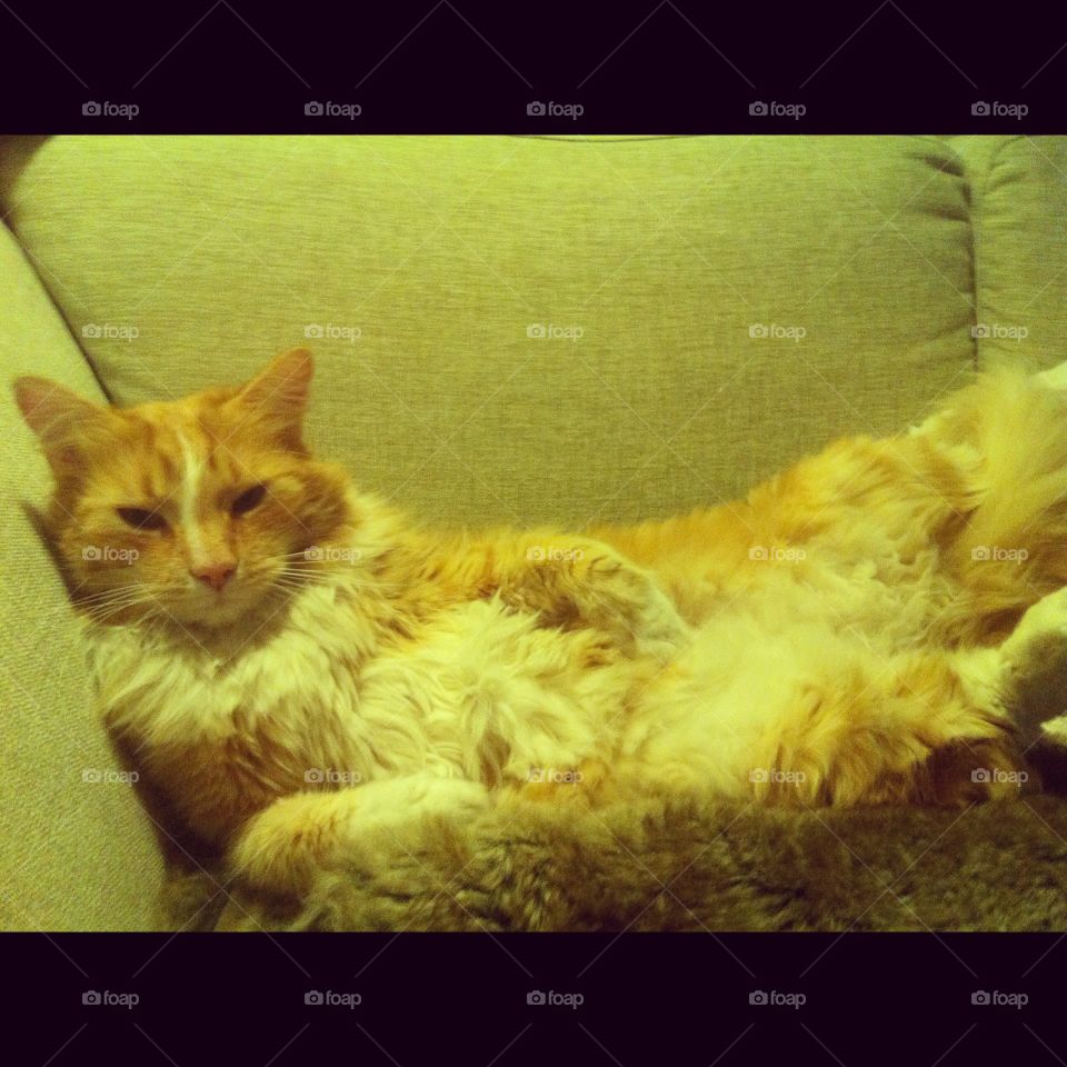 Aslan - King kong cat ☺️