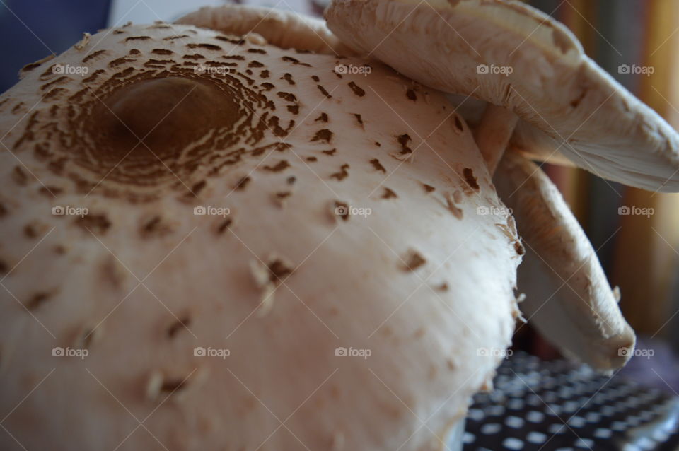 mushroom in macro