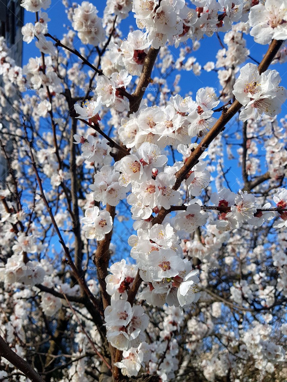 apricot flowers