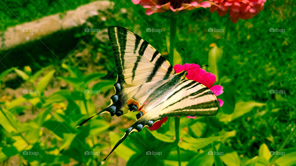 Butterfly machaon
