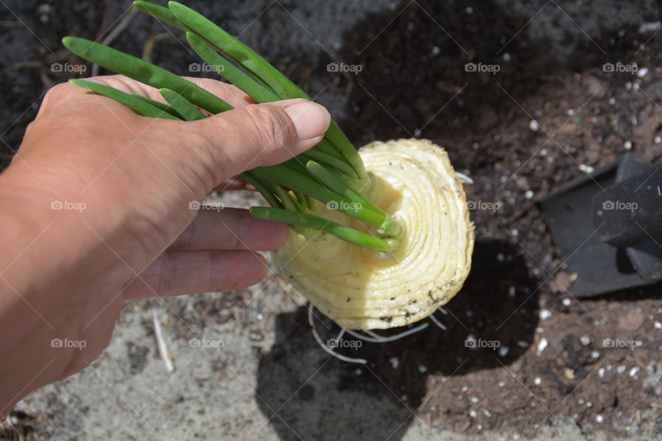 Growing onions from kitchen scraps