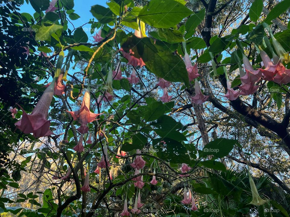 Pretty pink flowers hanging from a tree 