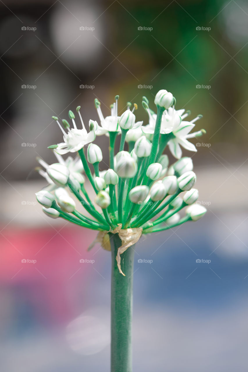 Photo of spring onion flower in vegetable field