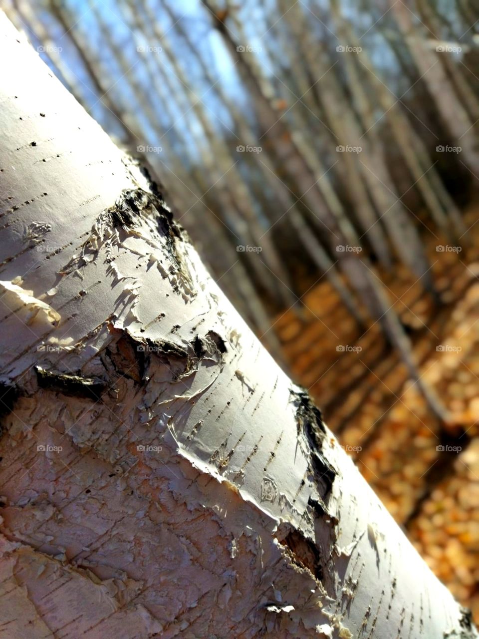Beautiful fairy forest, birch trees, birch forest, birch grove, the world is beautiful