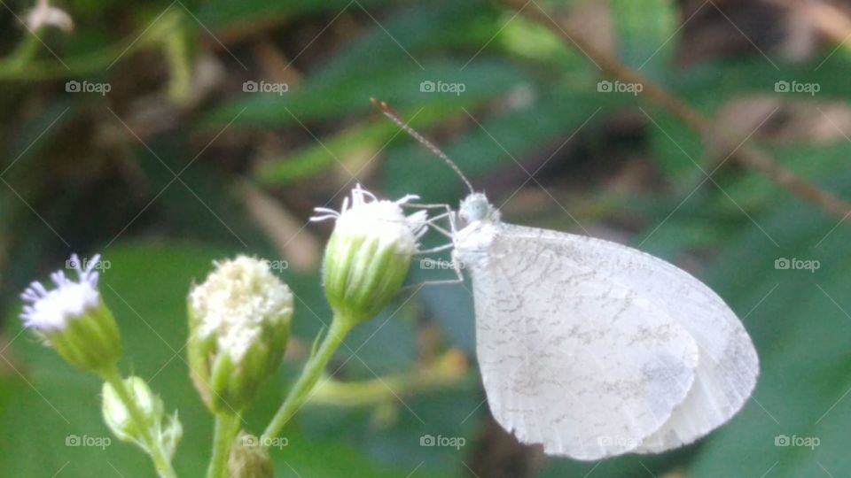 White butterfly and white flower