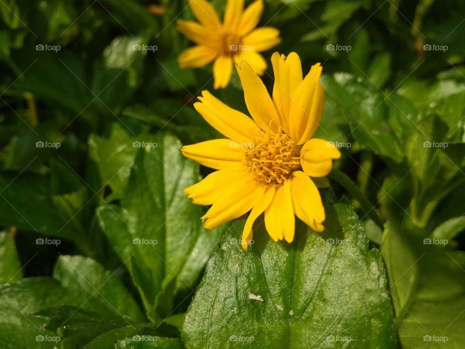 yellow sunflower in the garden