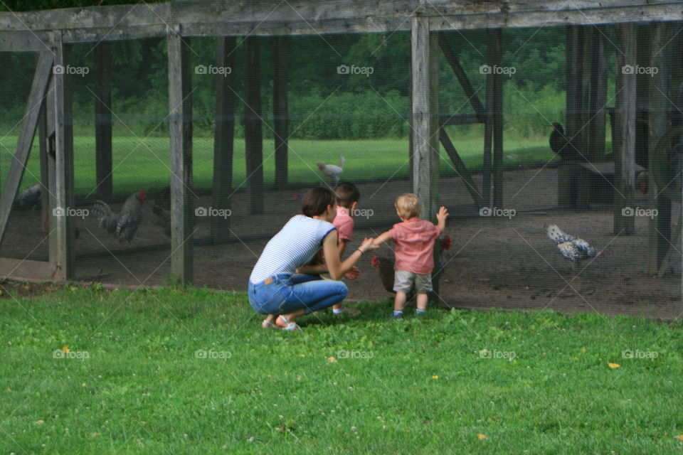 Watching Chickens