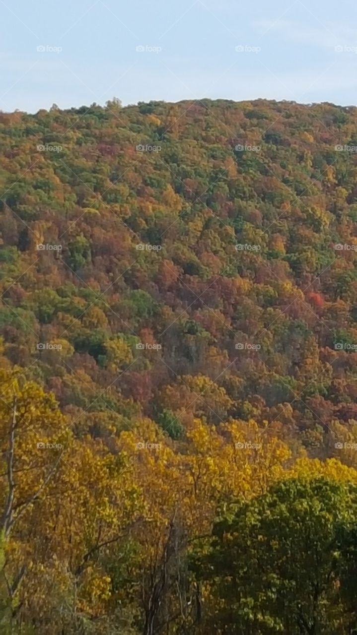 Landscape, Tree, Nature, Wood, Mountain